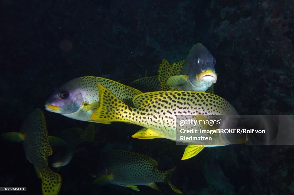 Shoal, group of blackspotted rubberlip (Plectorhinchus gaterinus) in a cave, dive site Dangerous Reef, St Johns Reef, Saint Johns, Red Sea, Egypt, Africa