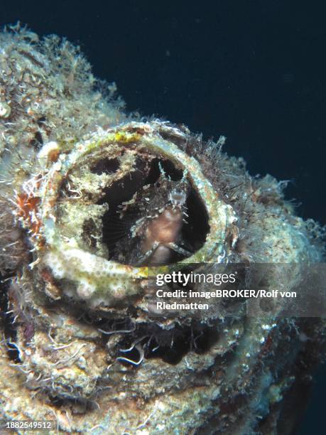 a sabre-toothed blenny (petroscirtes mitratus) inhabits a plastic canister, marine pollution, dive site house reef, mangrove bay, el quesir, red sea, egypt, africa - false cleanerfish stock pictures, royalty-free photos & images