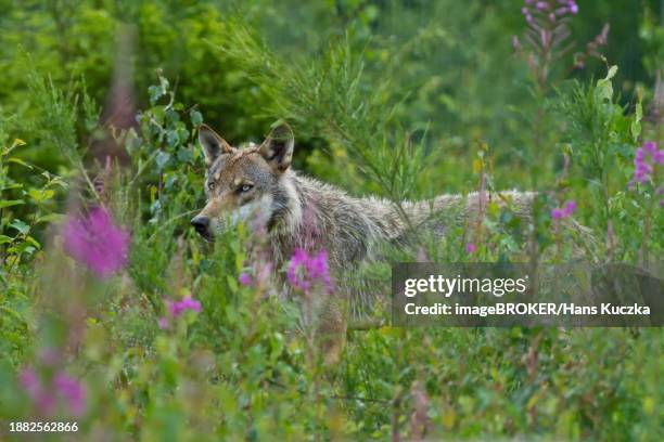 european gray wolf (canis lupus lupus), bavarian forest national park, bavaria, germany, captive, europe - canis lupus lupus stock pictures, royalty-free photos & images