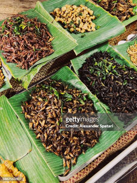 fried insects for sale at the street food market in bangkok, thailand - grasshopper nymph stock pictures, royalty-free photos & images