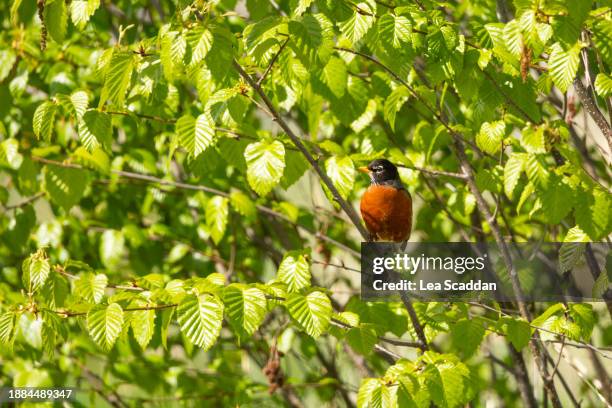 american robin - valdez stock pictures, royalty-free photos & images