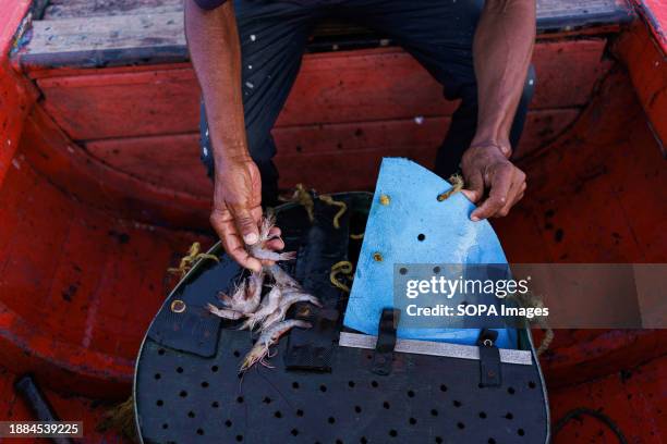 Fisherman is seen sorting shrimps on a fishing boat. After being exploited for intense oil extraction for decades, Lake Maracaibo has become heavily...