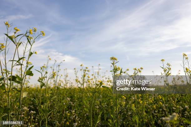 view of yellow rape field in lower austria - 下奧地利州 個照片及圖片檔