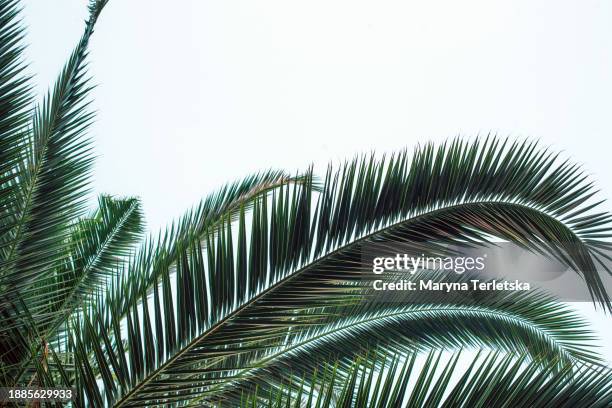 background with palm branches. natural background. sky and plant. topics. - hawaiian culture stock pictures, royalty-free photos & images