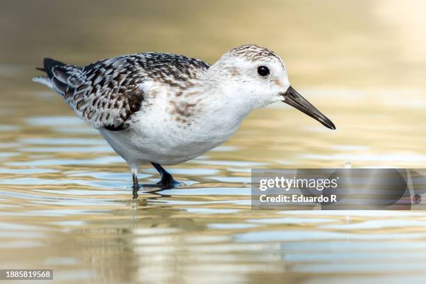 portrait of sandpiper in a lake (calidris alba). waders birds - sanderling stock-fotos und bilder