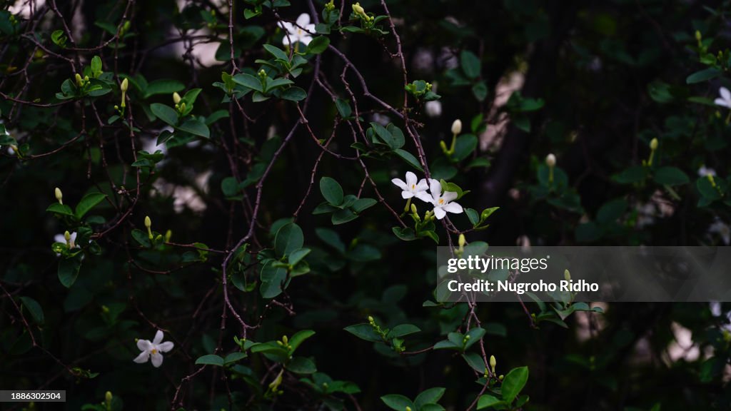 White Jasmine 'Wrightia antidysenterica' Flower Background