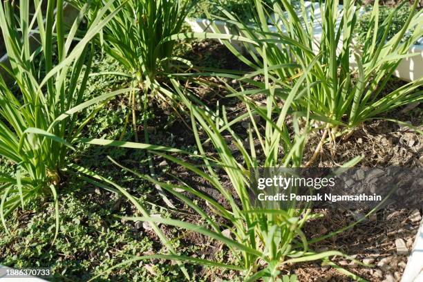 green leaves vegetable chinese leek, chinese chive, garlic chive - chive stock pictures, royalty-free photos & images