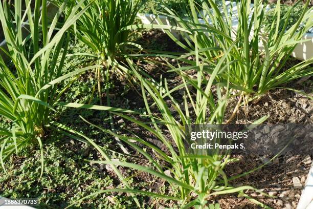green leaves vegetable chinese leek, chinese chive, garlic chive - cebolinho imagens e fotografias de stock