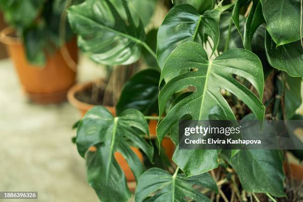 green monstera leaf close up. home greenhouse made of green plants and flowers - monstera foto e immagini stock