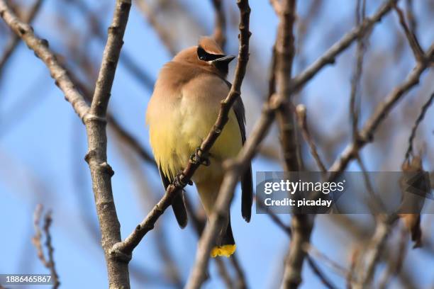 cedar waxwing perched in a bush - cedar branch stock pictures, royalty-free photos & images