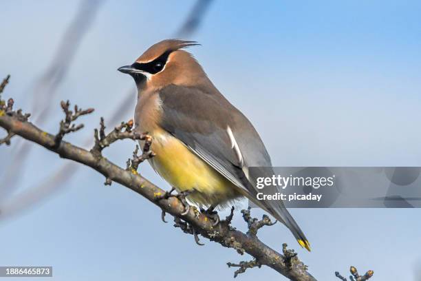 cedar waxwing perched in a bush - cedar branch stock pictures, royalty-free photos & images