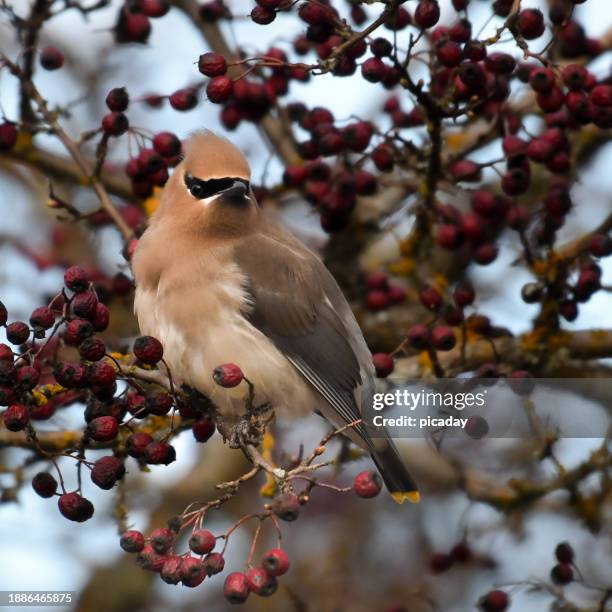 cedar waxwing perched in a bush - cedar branch stock pictures, royalty-free photos & images