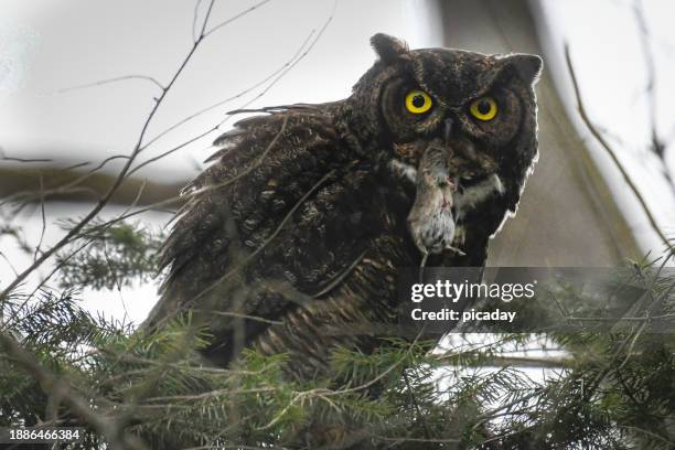 great horned owl perched - great horned owl stock pictures, royalty-free photos & images