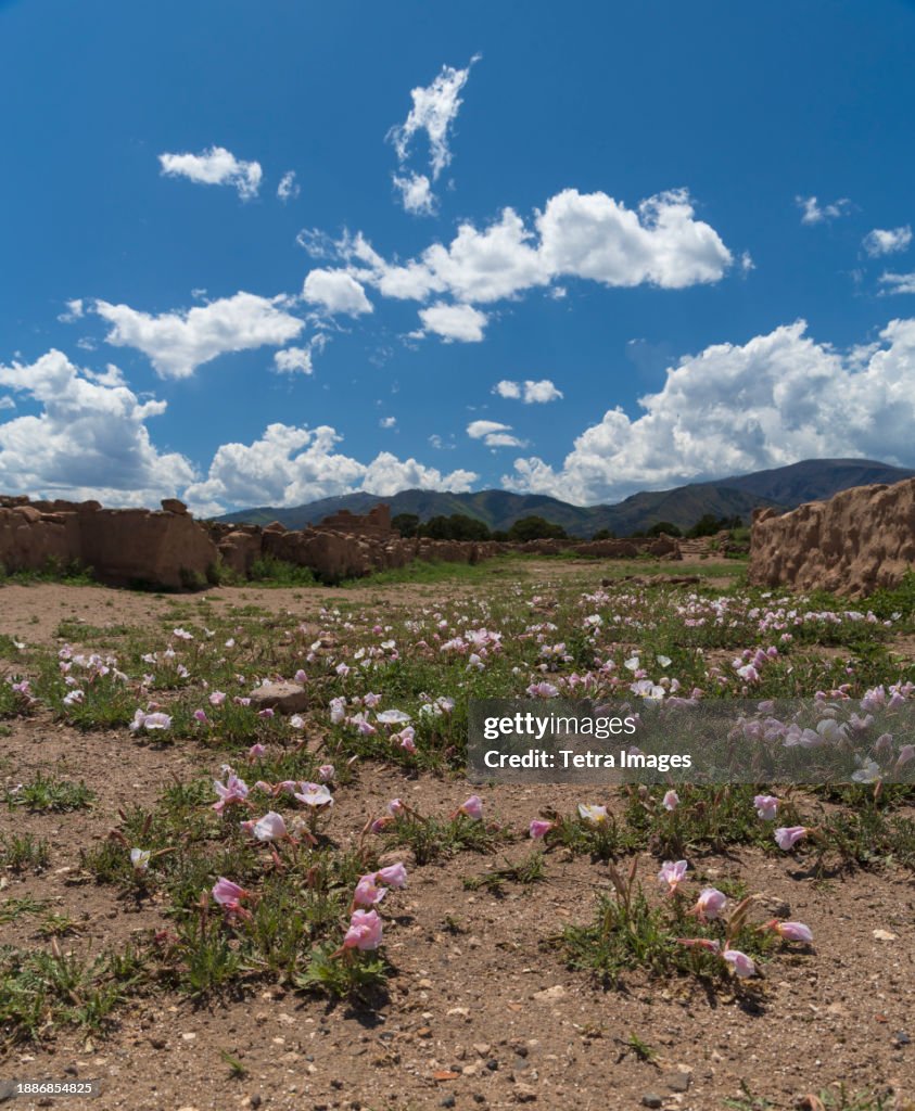 USA, New Mexico, Espanola, Puye Cliffs, Wildflowers near Puye Cliff Dwellings