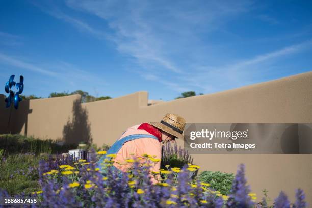 usa, new mexico, santa fe, woman in straw hat and denim overalls gardening - santa fe new mexico stock pictures, royalty-free photos & images