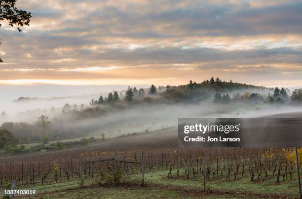 morning fog over willamette valley vineyards - willamette valley stock pictures, royalty-free photos & images