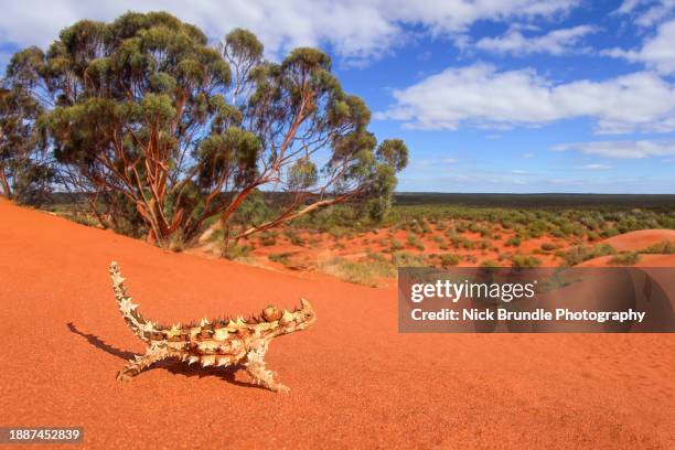 thorny devil, northern territory, australia. - sandy thorn stock pictures, royalty-free photos & images