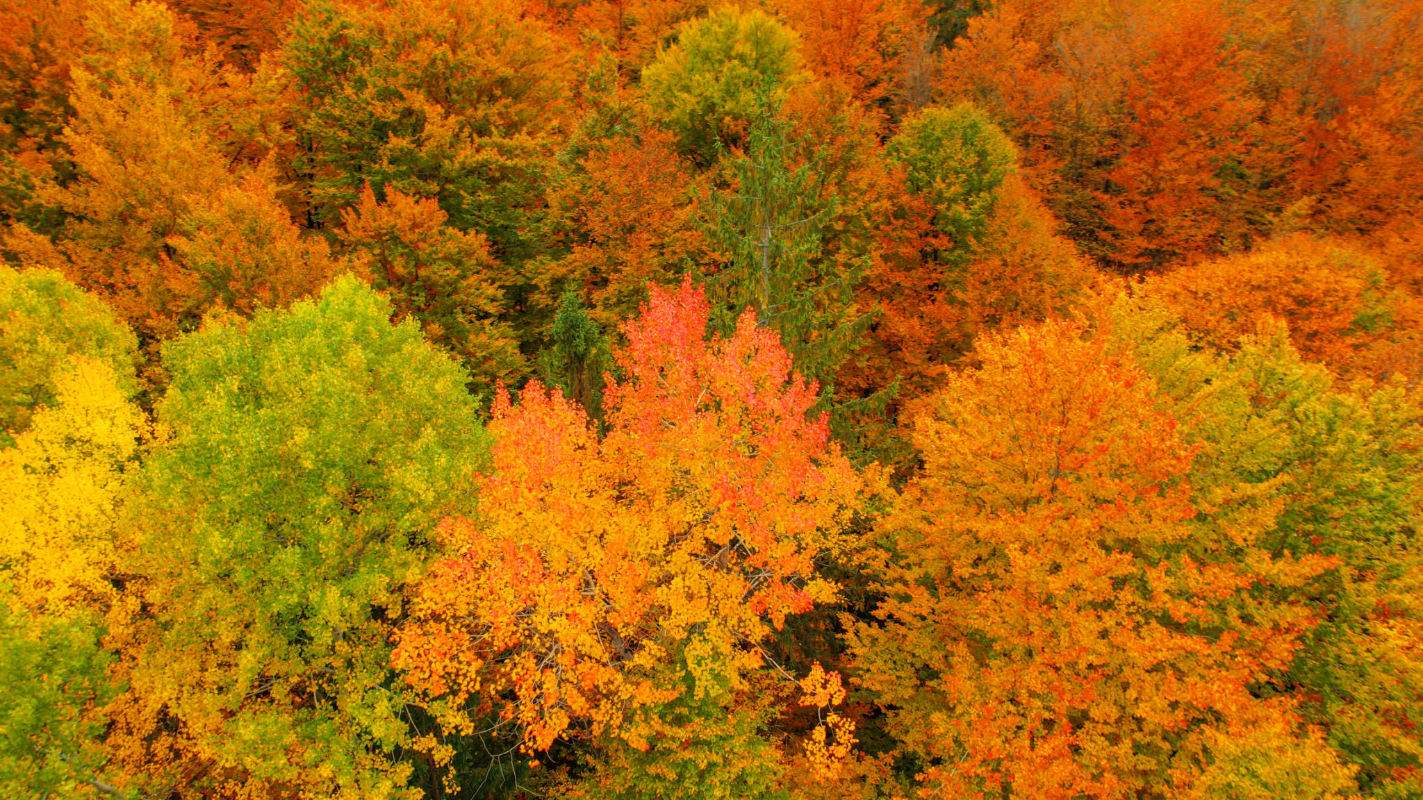 AERIAL: Magnificent leafy forest treetops in colorful shades of autumn season AERIAL: Magnificent leafy forest treetops in colorful shades of autumn season