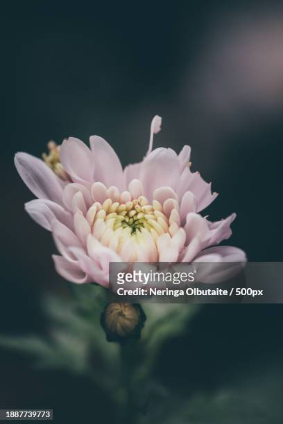 close-up of pink flower - neringa fotografías e imágenes de stock