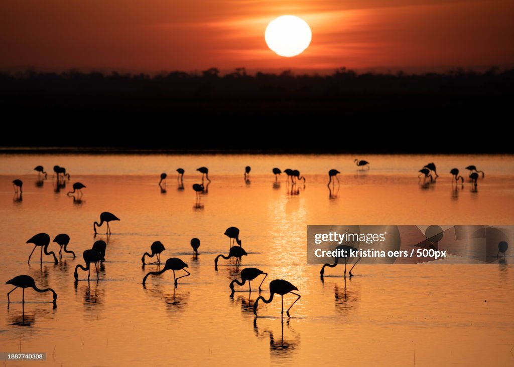 Silhouette of birds flying over lake against sky during sunset,Camargue,France