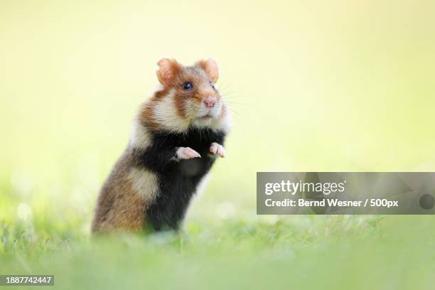 close-up of squirrel on grass - hamster stock pictures, royalty-free photos & images