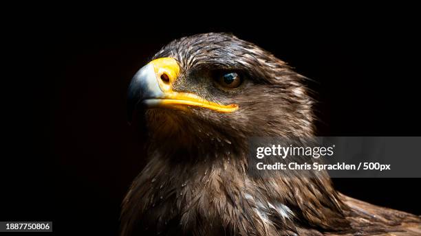 close-up of golden eagle against black background,batsford,united kingdom,uk - steinadler stock-fotos und bilder