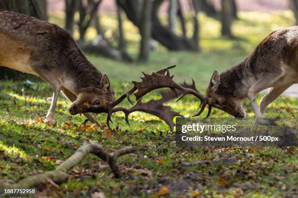 side view of red deer grazing on field,ingang oase in vogelenzang,netherlands - ingang stock-fotos und bilder