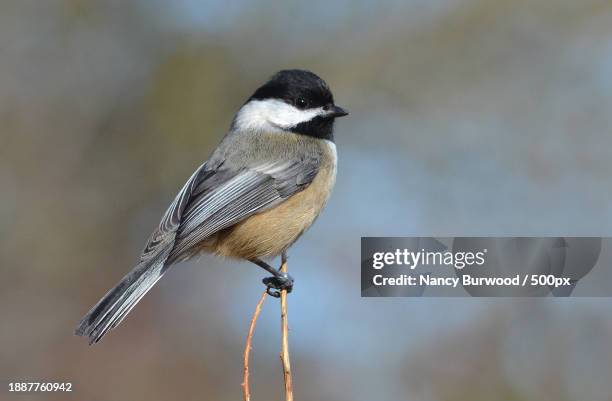 close-up of songtitmouse perching on twig,richmond,british columbia,canada - richmond british columbia stock pictures, royalty-free photos & images