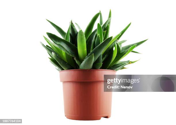 aloe vera on white background - vaso de flor imagens e fotografias de stock