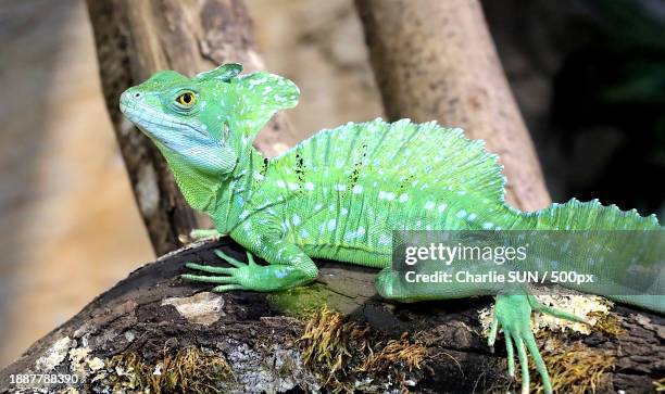 close-up of basilisk on rock - basilisk stock-fotos und bilder