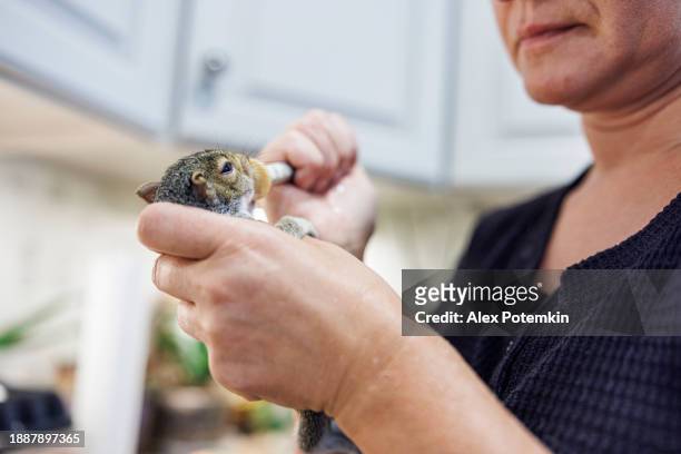 sick squirrel rehabilitation at home: volunteer hands uses a syringe to feed a sick squirrel with milk formula. - adult eating no face stock pictures, royalty-free photos & images