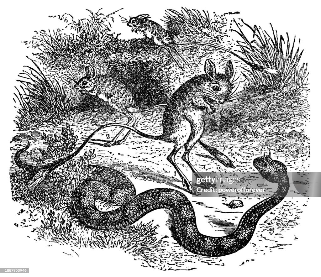 Many-Horned Adder Snake (Bitis Cornuta) Attacking a Jerboa - 19th Century