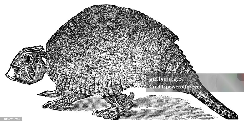 Glyptodon Skeleton - 19th Century