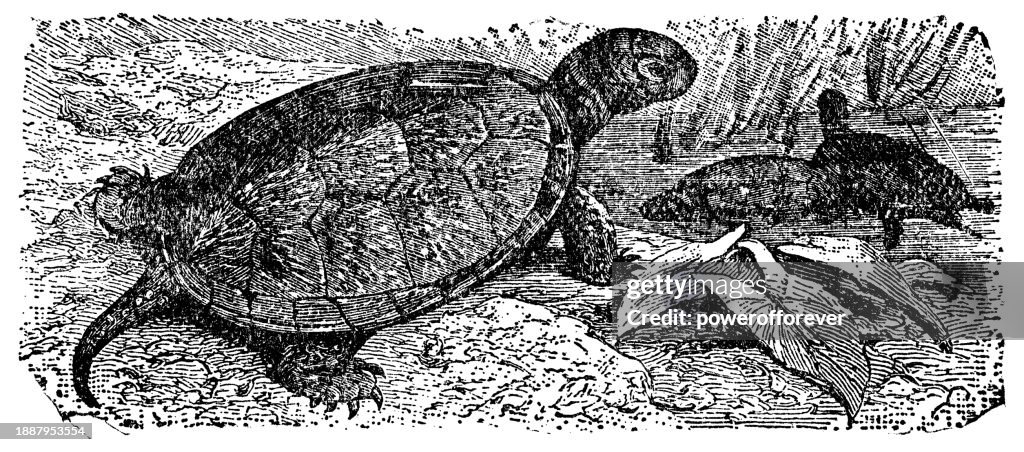 European Pond Turtle (Emys Orbicularis) - 19th Century