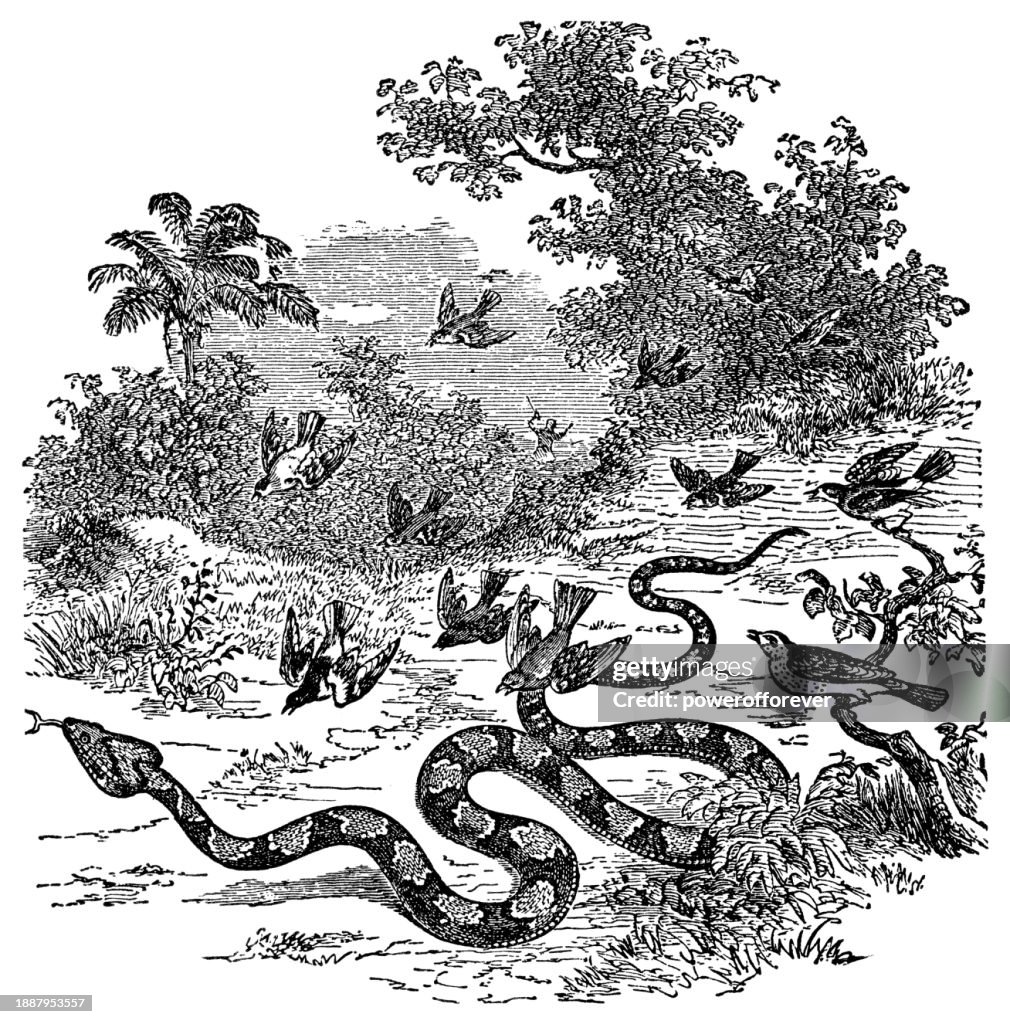 Eastern Pine Bullsnake (Pituophis Melanoleucus) Being Attacked by a Flock of Birds - 19th Century