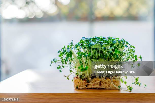 microgreen seedlings against a sunlit window - flourish stock pictures, royalty-free photos & images