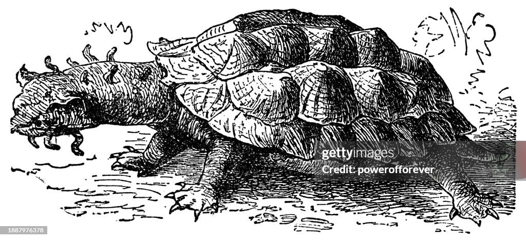 Mata Mata Side-Necked Turtle (Chelus Fimbriata) - 19th Century