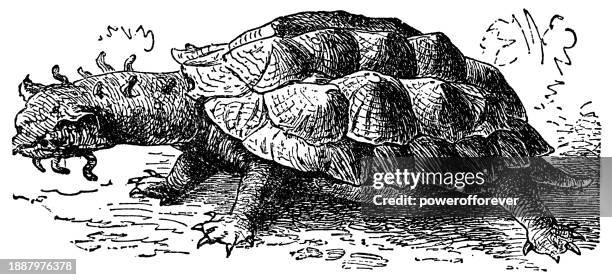 mata mata side-necked turtle (chelus fimbriata) - 19th century - chelus stock illustrations