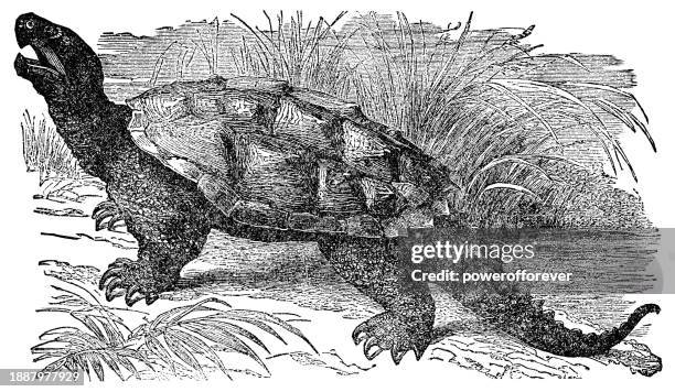 alligator snapping turtle (macrochelys temminckii) - 19th century - temminckii stock illustrations