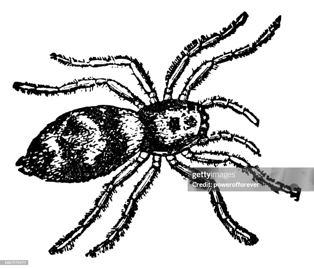 Zebra Jumping Spider (Salticus Scenicus) - 19th Century