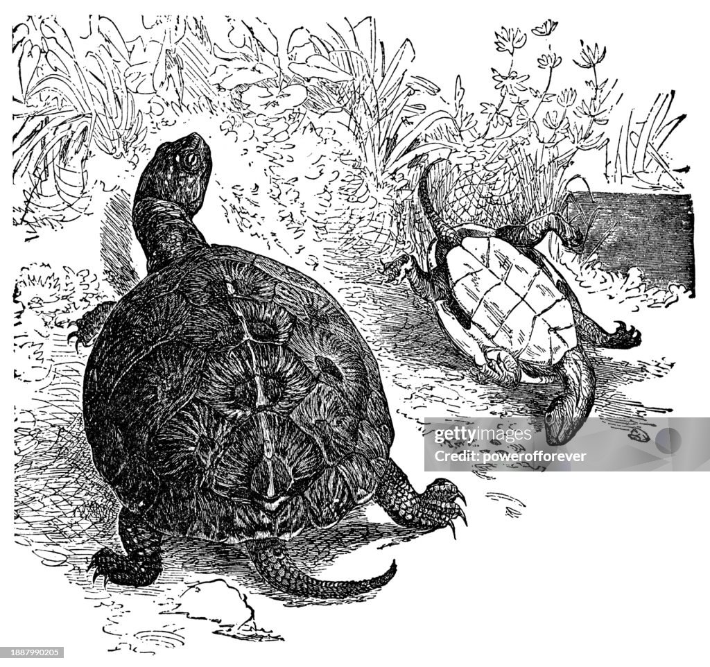 Yellow-Bellied Slider Turtle (Trachemys Scripta Scripta) - 19th Century