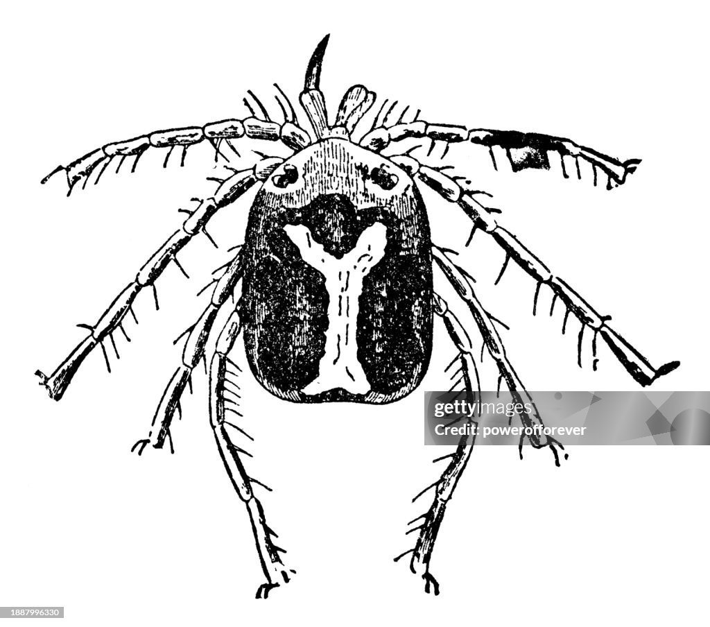 Upsilon Water Mite (Unionicola Ypsilophora) - 19th Century