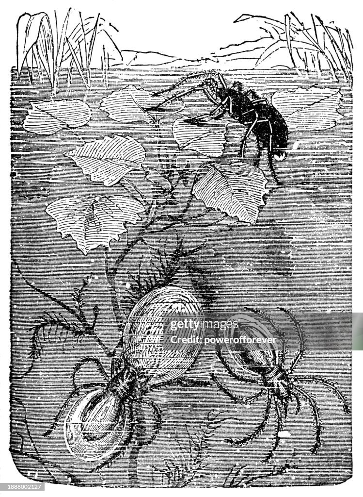 Japanese Diving Bell Water Spiders (Argyroneta Aquatica Japonica) - 19th Century