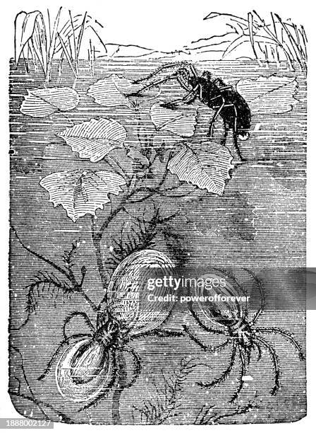 japanese diving bell water spiders (argyroneta aquatica japonica) - 19th century - argyroneta aquatica stock illustrations