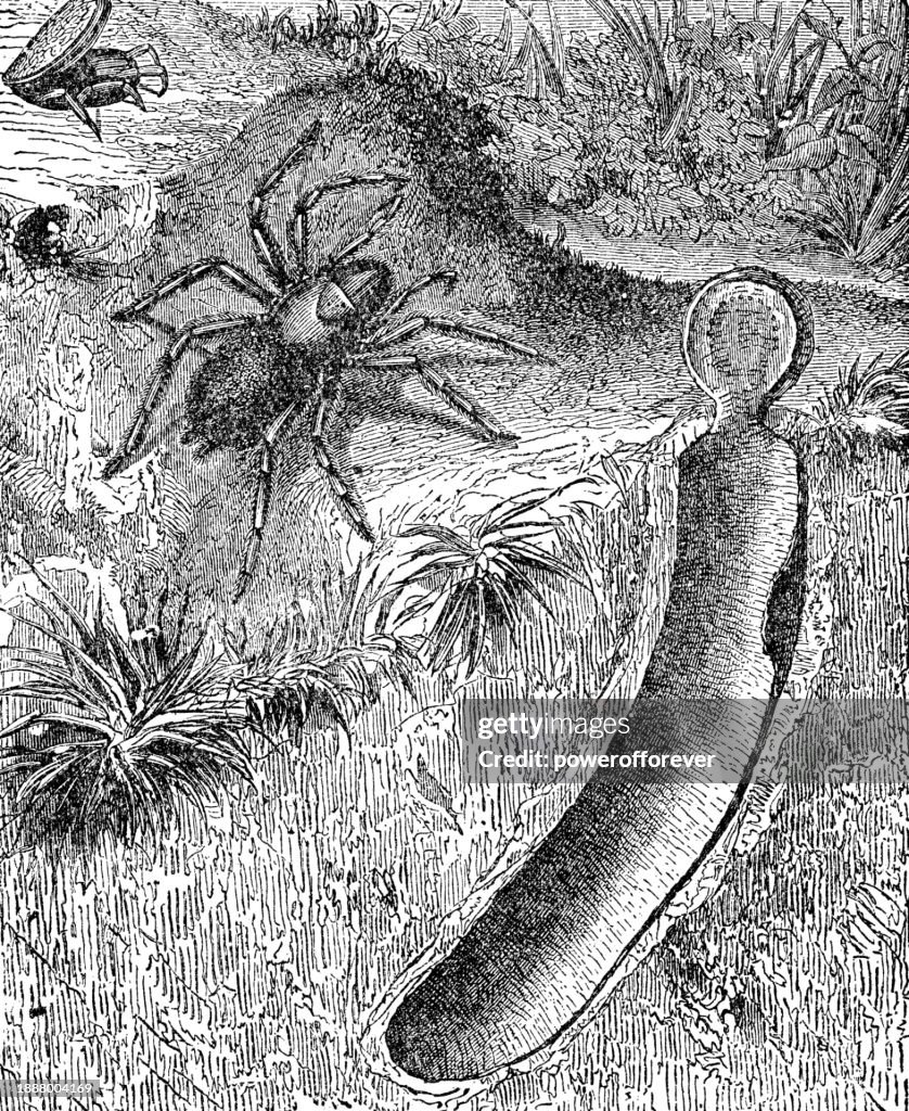 Funnel-Web Trapdoor Spider (Nemesia Caementaria) and Burrow - 19th Century
