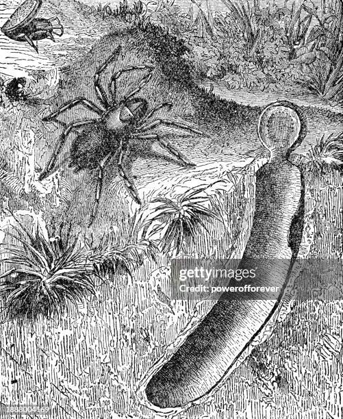 funnel-web trapdoor spider (nemesia caementaria) and burrow - 19th century - trapdoor spider stock illustrations