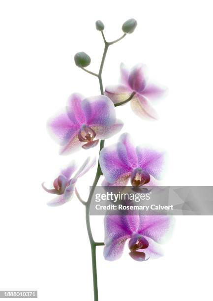 white & pink patterned phalaenopisis orchid flowers & buds. - fuchsia orchids stock pictures, royalty-free photos & images