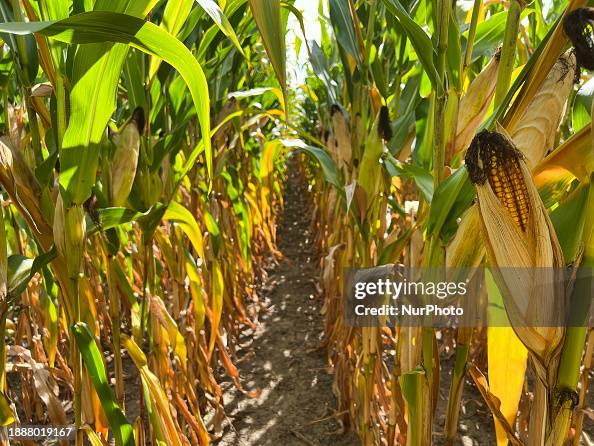 Agriculture In Canada