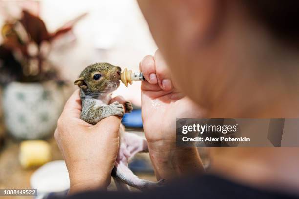 home feeding of a sick squirrel: volunteer hands with a syringe giving milk formula to squirrel - poaching animal welfare stock pictures, royalty-free photos & images