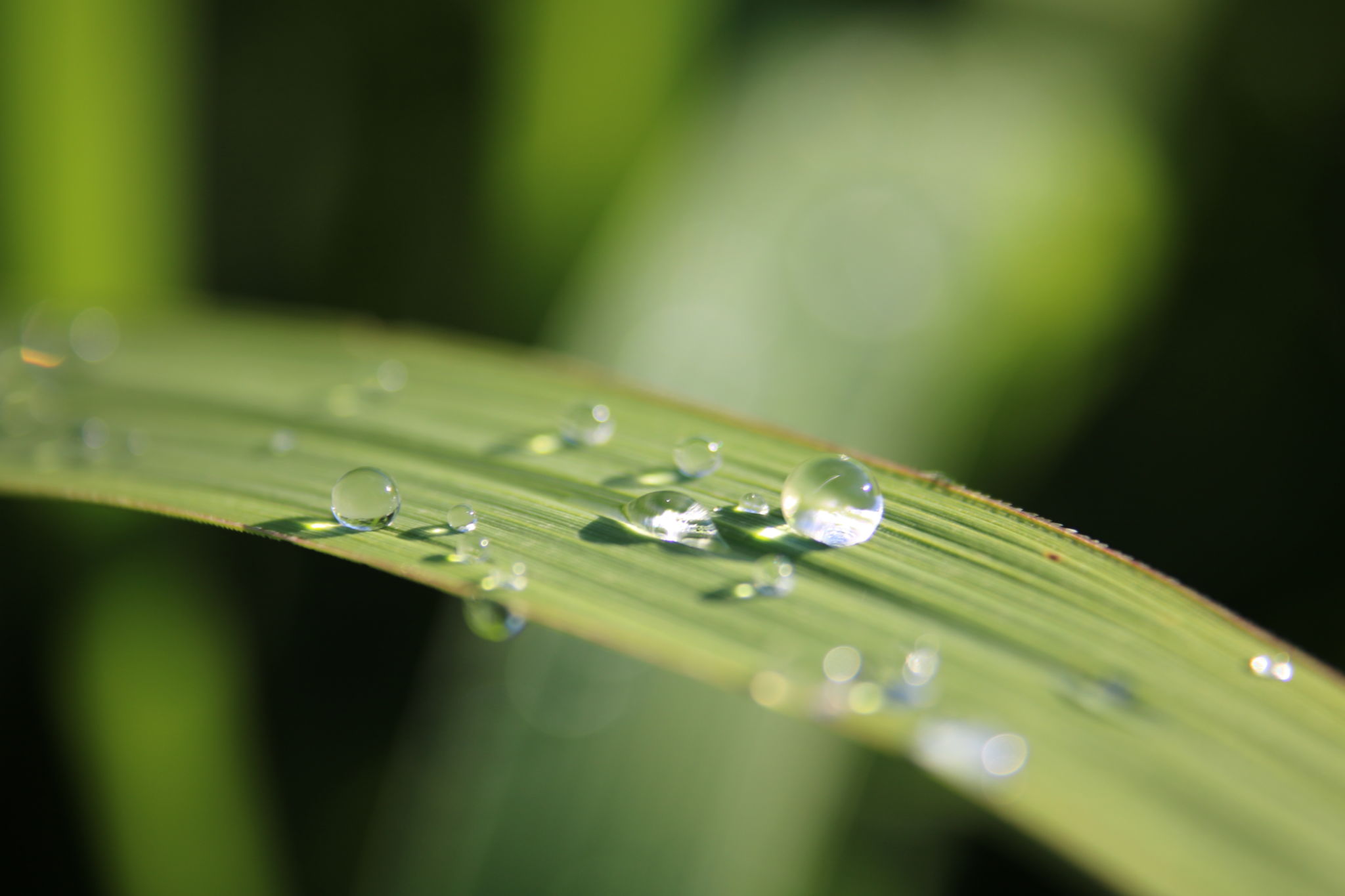 grass selection
